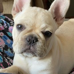 Bulldog and French Bulldog Puppies from DJs Bulldogs