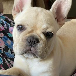 Bulldog and French Bulldog Puppies from DJs Bulldogs