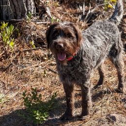Chloe - Wirehaired Pointing Griffon