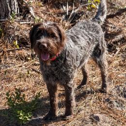 Chloe - Wirehaired Pointing Griffon