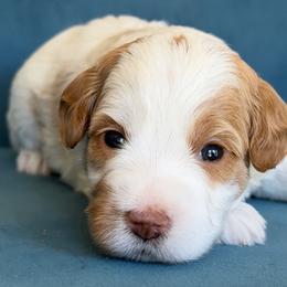 Miley Cyrus - Parti female Goldendoodle puppy in Yuciapa, California from AlltheDoodlez_