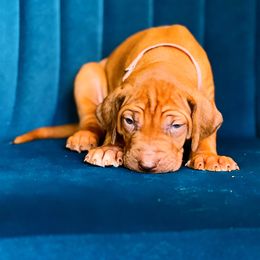 Rhodesian Ridgeback Puppies from Raven’s Ridgeback