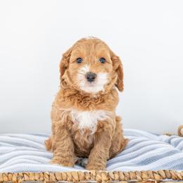 Toro - Red  Goldendoodle puppy in Davie, Florida from ClassyDoodles