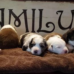 Australian Shepherd Puppies from BeachinAussies