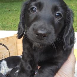 Dachshund Puppies from Snarky Doxy Miniature Dachshunds