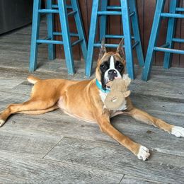 Benelli (Upcoming) - Boxer