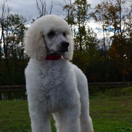 Poodle Puppies from D and D Standard Poodles
