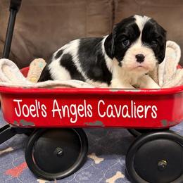 Dora - Black and white female Cavalier King Charles Spaniel puppy in Poyen, Arkansas from Joels Angels Cavaliers