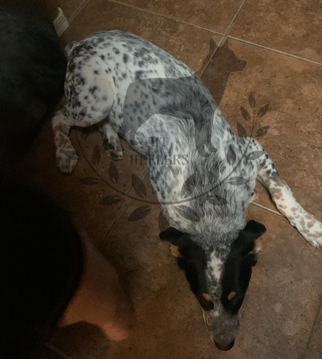 Australian Cattle Dog All Grown Up from HT Heelers