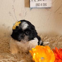 Zoey - Black and white female Shih Tzu puppy in Hibbing, Minnesota from Iron Range Shih Tzu and Puppies