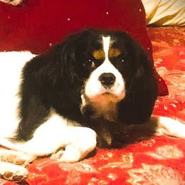Bertie - Cavalier King Charles Spaniel