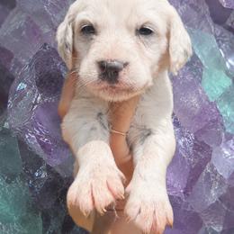 Alexandarite - White and black male Dalmatian puppy in Bremen, Georgia from Clark’s Dalmatians