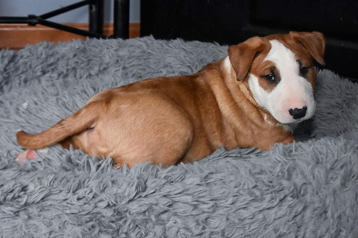 Bull Terrier puppy laying in a gray bed