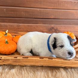 Blue Collar - Blue male Australian Cattle Dog puppy in Nevada, Missouri from Back Road Dog Company, LLC