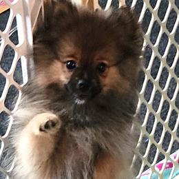 Girl 1 - Orange sable female Pomeranian puppy in Turnersville, New Jersey from MK Exquisite Poms