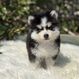 Colt - Black and white male Pomsky puppy in San Bernardino County And Serving Los Angeles County, California from Legendary Pomskies