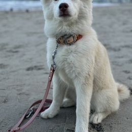 Siberian Husky Puppies from Young Orchard Siberians
