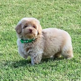 Bernedoodle, Cavapoo, Cockapoo, Goldendoodle, Havapoo, and Poodle Puppies from Farquharson's Poodles&Doodles