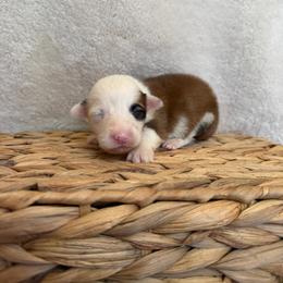 Vegas - Sable female Pembroke Welsh Corgi puppy in Alabama from White Oak Corgis and Retrievers