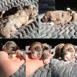 Blue merle boy - Merle male Cockapoo puppy in Howell, Michigan from Robbin's Treasures