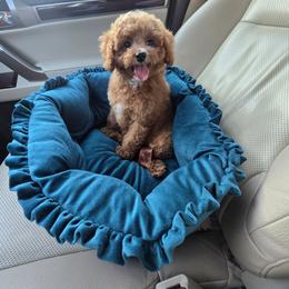 Jenny - Red female Cavapoo puppy in Washington from Mt.BakerPoodles&Doodles
