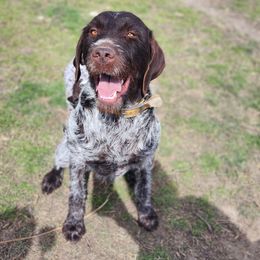 Roanie - Wirehaired Pointing Griffon