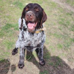 Roanie - Wirehaired Pointing Griffon