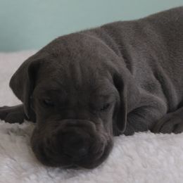 Stetson - Blue male Great Dane puppy in Leonard, Texas from Rising Star Kennels