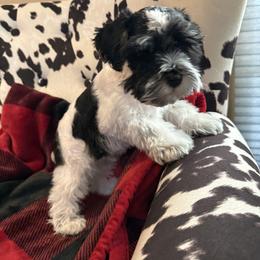 Miniature Schnauzer Puppies from R&T Tx Mini Schnauzers