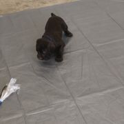 Pudelpointer Puppies from On a hunt kennels