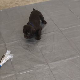 Pudelpointer Puppies from On a hunt kennels