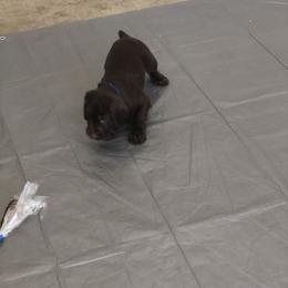 Pudelpointer Puppies from On a hunt kennels