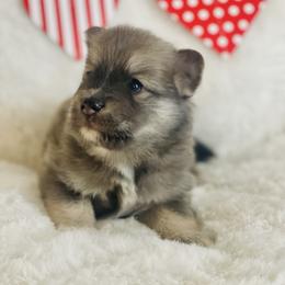 Sesame - Blue male Pomsky puppy in Greenville, South Carolina from Thicketty Mountain Pomskies