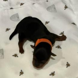 Orange - Black and tan male Yorkshire Terrier puppy in North Las Vegas, Nevada from KD's Yorkshire Terriers