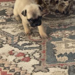 Pug Puppies from Texas Pugs