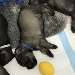 Standard Schnauzer Puppies from Stahlkrieger Standard Schnauzers