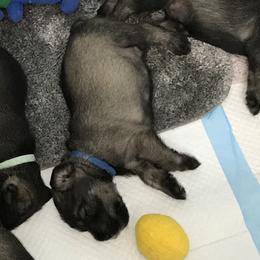 Standard Schnauzer Puppies from Stahlkrieger Standard Schnauzers