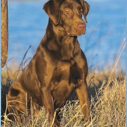 Jynx - Labrador Retriever
