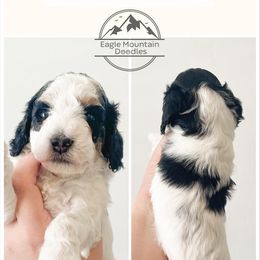 Goldendoodle Puppies from Eagle Mountain Doodles