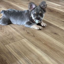 Rhaenyra - Blue fawn female French Bulldog puppy in Wilkes County, North Carolina from Carolina High Country Frenchies