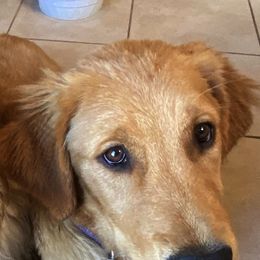 Golden Retrievers from CoPilot Golden Retrievers