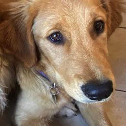 Golden Retrievers from CoPilot Golden Retrievers