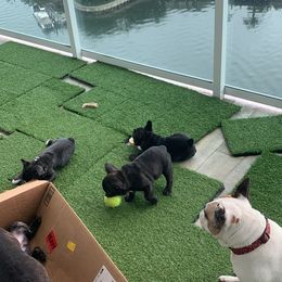 French Bulldog Puppies from Luna and London’s Puppies