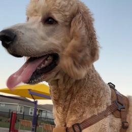 Sage - Goldendoodle