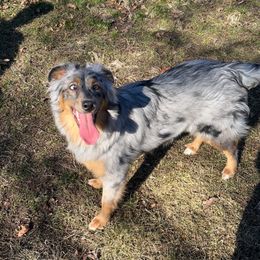 Mia - Australian Shepherd