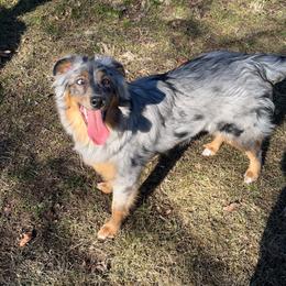 Mia - Australian Shepherd