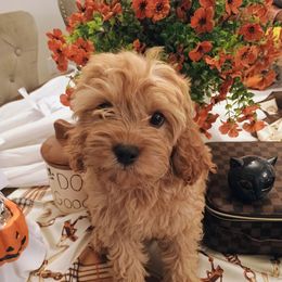 Luna - Red female Cavapoo puppy in Fairmont, West Virginia from Manoka's Honeybee