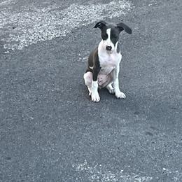 Italian Greyhound Puppies from Fisher Link
