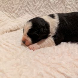 Lady Grey - Black tri-color female Australian Shepherd puppy in California from Skiba Aussies
