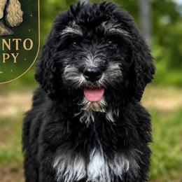 Bernedoodles from Lecanto Puppy